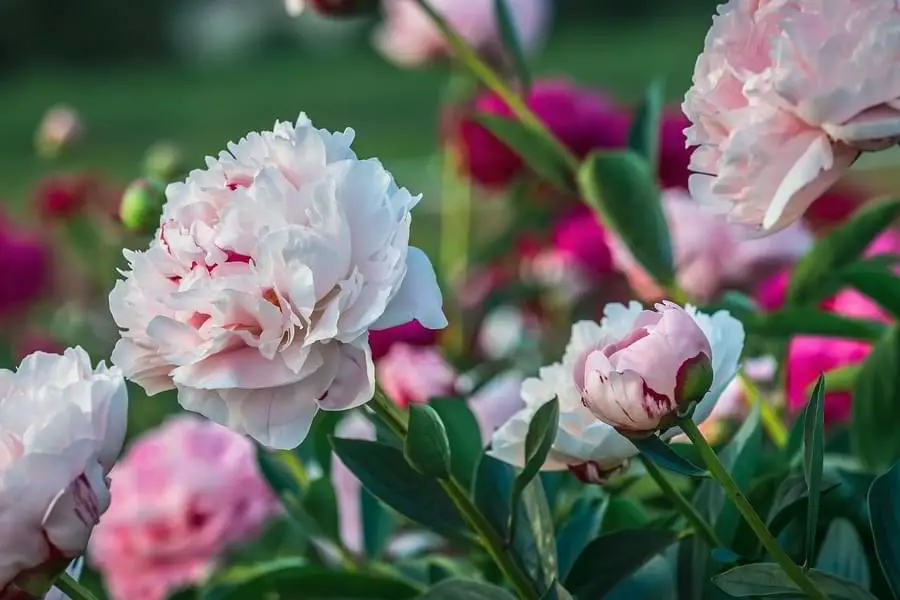 roses and peonies