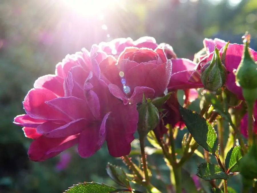 roses in full sun