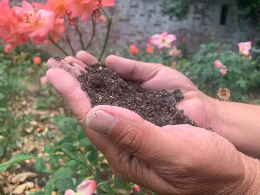 soil for roses