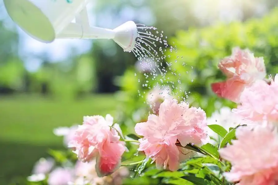 watering peonies