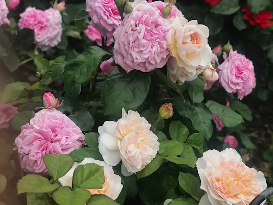 When Do Roses Bloom What Months Based On Zone And Place