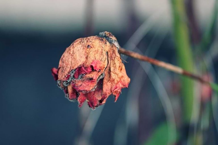 Is Wood Ash Good for Roses? (Which Roses & How Much)