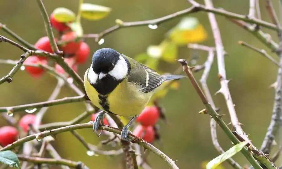 birds eat rose hips