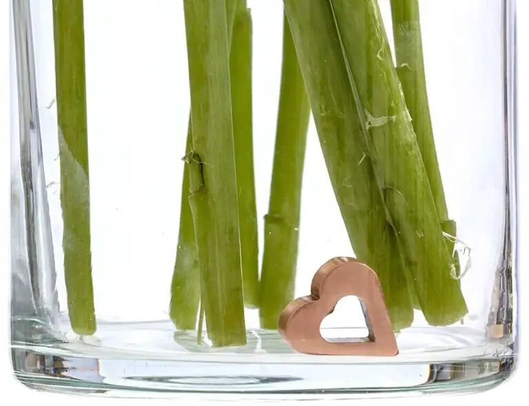 Make Cut Roses Last Longer 9 Easy Tips for More Rose Life