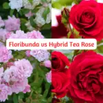 floribunda vs hybrid tea roses