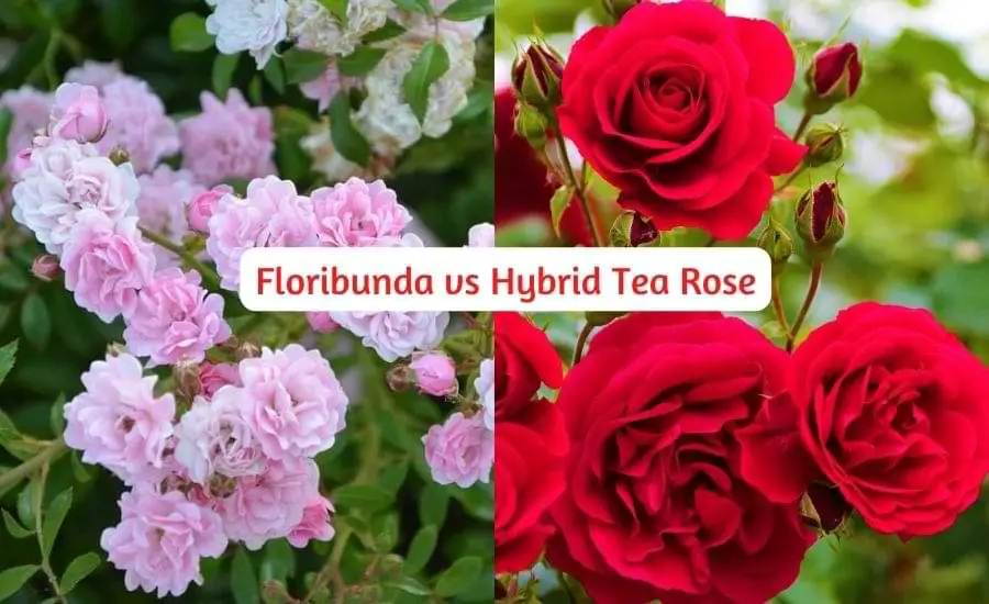 floribunda vs hybrid tea roses - differences
