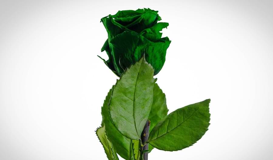 green rose meaning