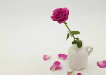 how to make cut roses last longer