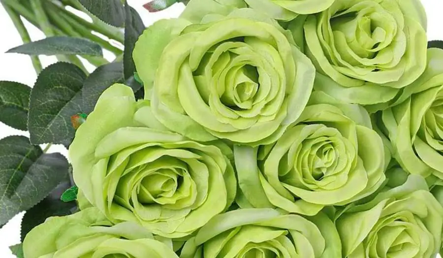 light green roses