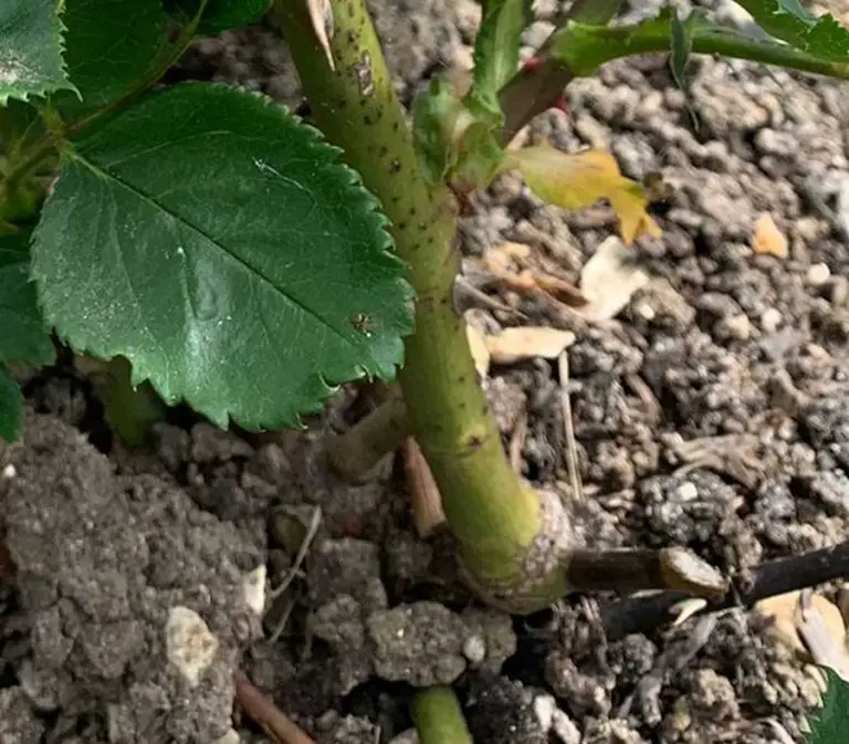 My Knockout Roses Look Terrible! Here’s the Problem! [Fixed]