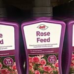 when to fertilize roses