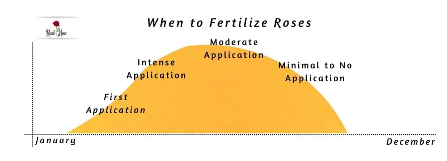 when to fertilize roses from first to minimal application