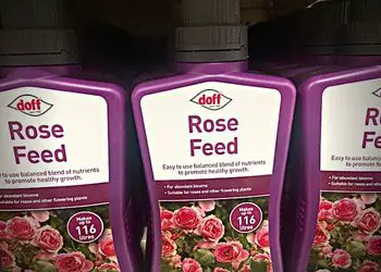 when to fertilize roses