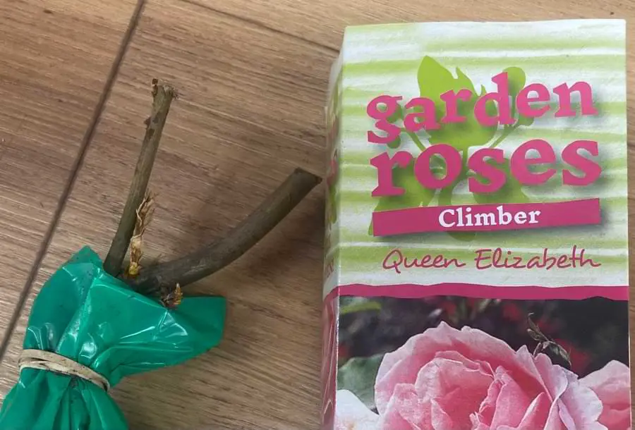 when to plant bare root roses