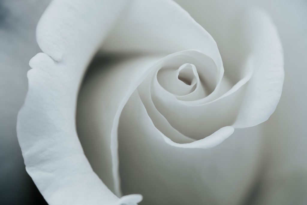 white roses in relationships