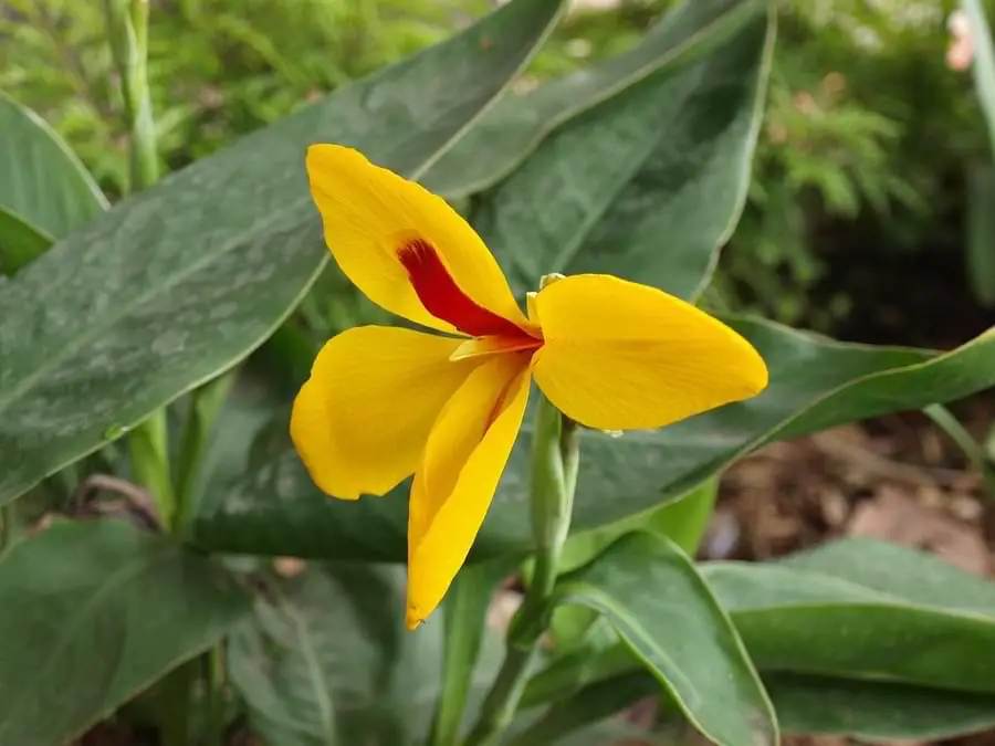 Canna lilies