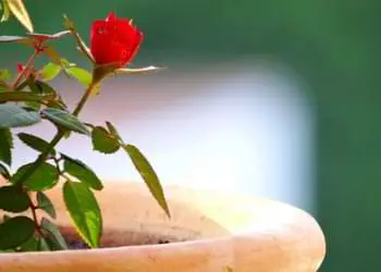 best roses for pots
