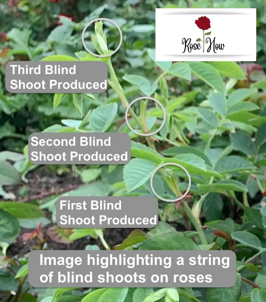 blind shoots - a string of aborted shoots on roses