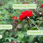 blind shoots on roses