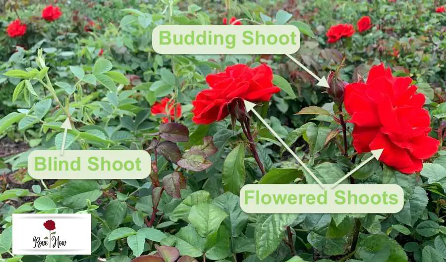 blind shoots on roses vs budding shoots