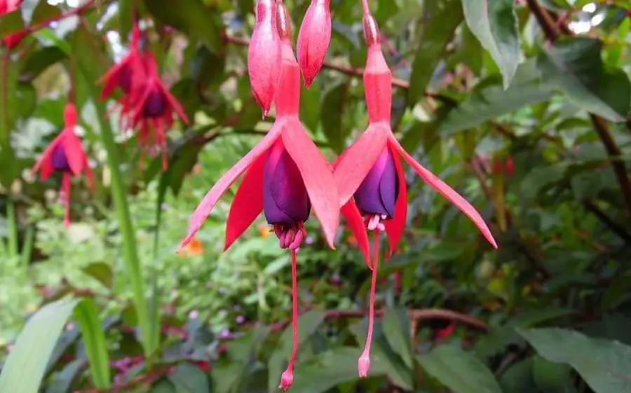 fuschias