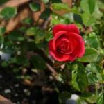 how long do knock out roses live