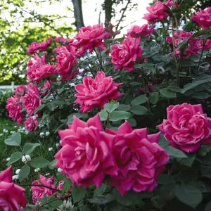 pink double knockout roses