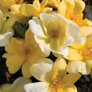 sunny knock out rose