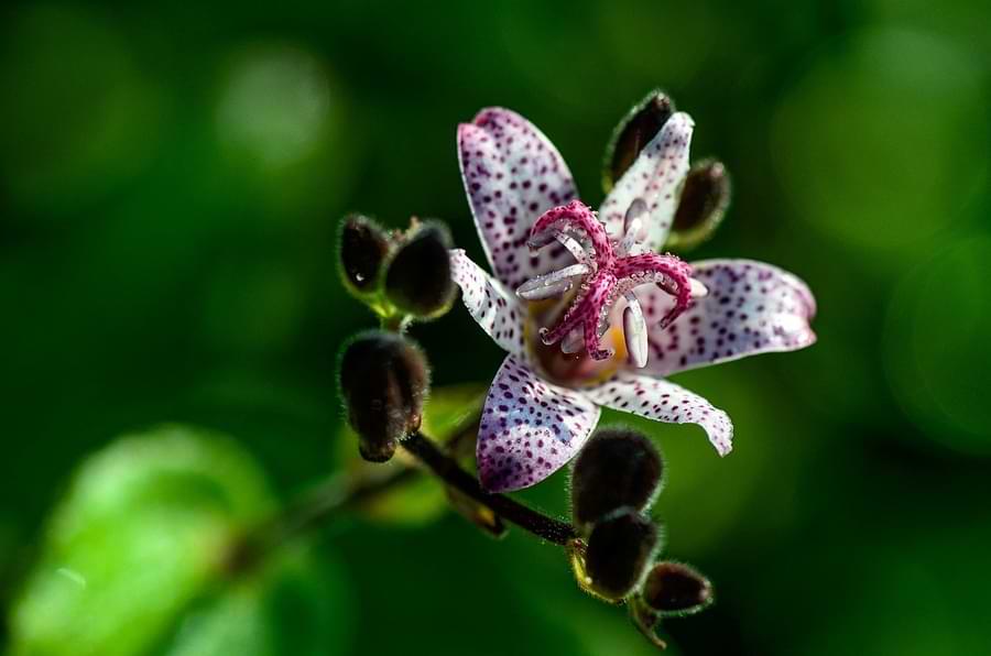 toad lily