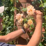 can climbing roses grow in shade