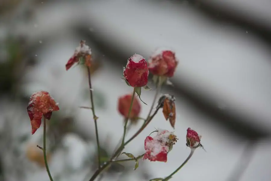 can roses survive winter in pots