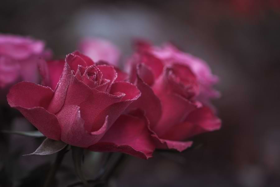 dark pink roses meaning