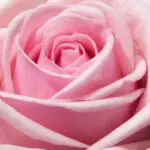 meaning of pink roses