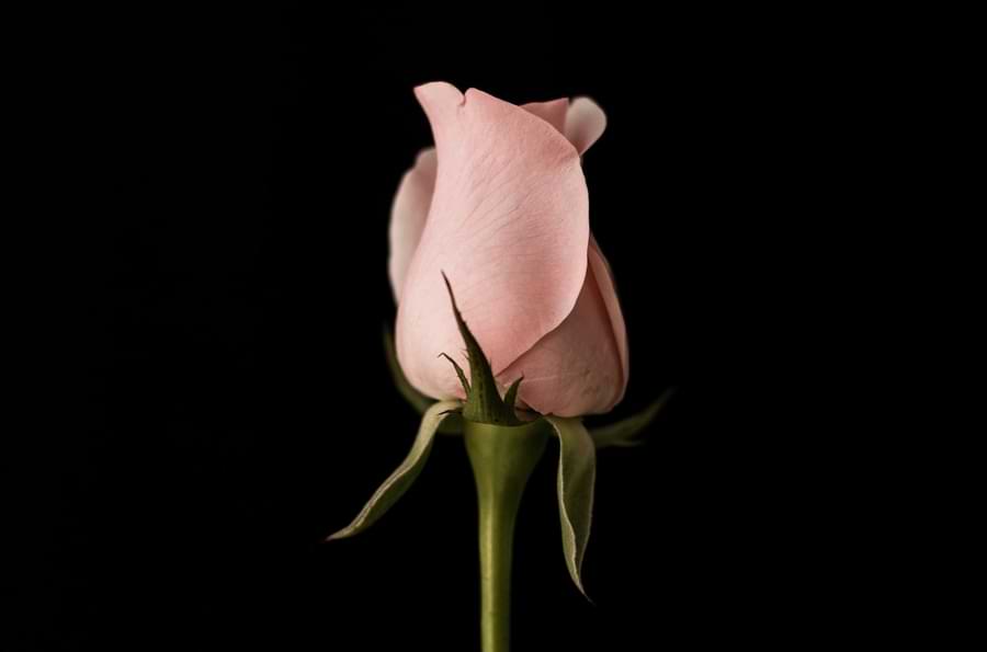 pink rose meaning in funerals