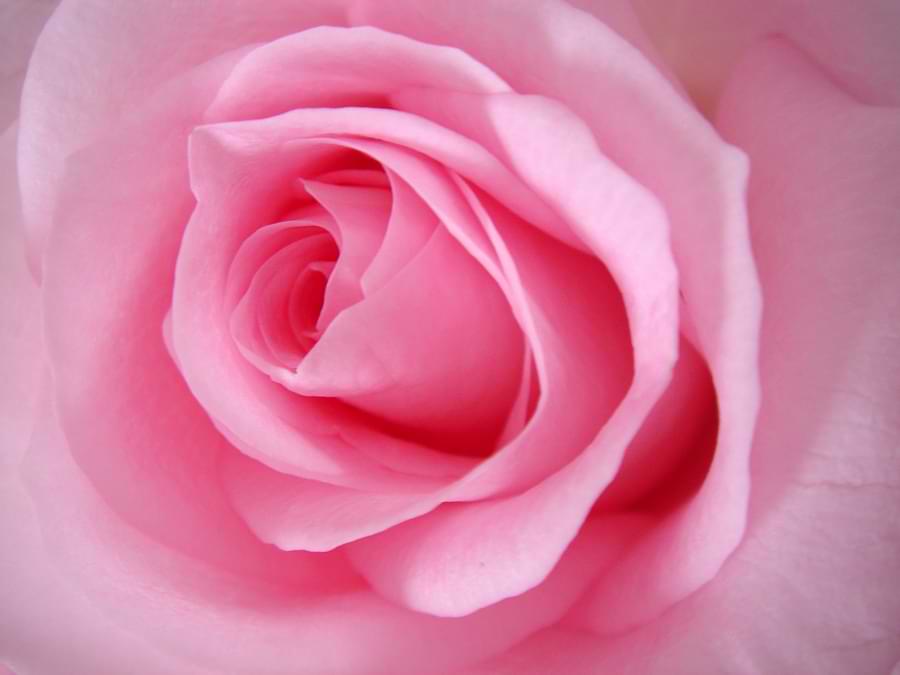 pink rose meaning in relationships
