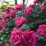 pink double knockout roses - My knockout roses look terrible