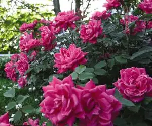 pink double knockout roses - My knockout roses look terrible